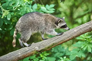 Sense: Raccoon (Procyon lotor), in a forest, captive, Germany