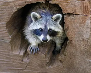 Lotor: Raccoon (Procyon lotor), Germany, Europe