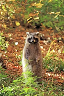 Hagen: Raccoon (Procyon lotor), Hagen, North Rhine-Westphalia