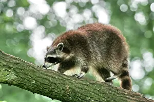 Hagen: Raccoon (Procyon lotor), Hagen, North Rhine-Westphalia