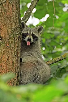 Hagen: Raccoon (Procyon lotor), Hagen, North Rhine-Westphalia
