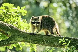 Hagen: Raccoon (Procyon lotor), Hagen, North Rhine-Westphalia