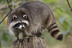 Lotor: Raccoon (Procyon lotor), Hesse, Germany, Europe