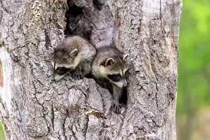 Raccoons: Raccoon (Procyon lotor) in a hole of a tree, captive