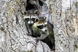 Raccoons: Raccoon (Procyon lotor) in a hole of a tree, captive
