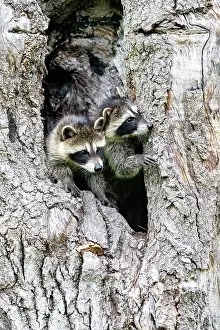 Raccoons: Raccoon (Procyon lotor) in a hole of a tree, captive