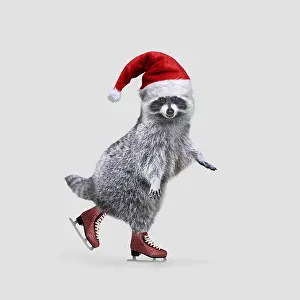 Lotor: Raccoon (Procyon lotor) ice skating in Christmas hat