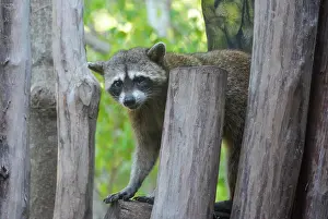 Lotor: Raccoon (Procyon lotor), Isla Holbox, Quintana Roo