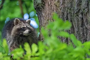 Kassel: Raccoon (Procyon lotor), Kassel, Hesse, Germany