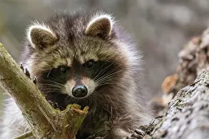 Kassel: Raccoon (Procyon lotor), Kassel, Hesse, Germany