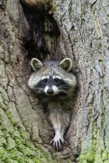 Kassel: Raccoon (Procyon lotor), Kassel, Hesse, Germany