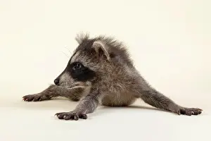 Lotor: Raccoon (Procyon lotor), lies flat on the belly