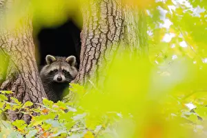 Lotor: Raccoon (Procyon lotor) looking out of its tree