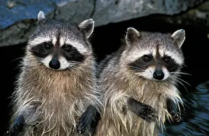 Procyonid: Raccoon (procyon lotor), Pair