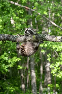 Raccoons: Raccoon (Procyon lotor) playing in a tree, captive