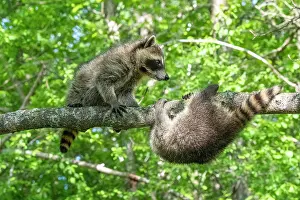 Raccoons: Raccoon (Procyon lotor) playing in a tree, captive