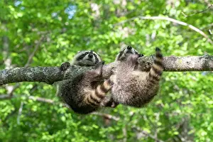 Raccoons: Raccoon (Procyon lotor) playing in a tree, captive