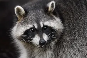 Lotor: Raccoon (Procyon lotor), portrait, Hesse, Germany