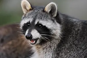 Lotor: Raccoon (Procyon lotor), portrait, Hesse, Germany