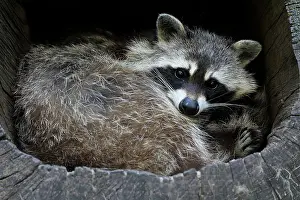 Lotor: Raccoon (Procyon lotor), raccoon, adult, lying in