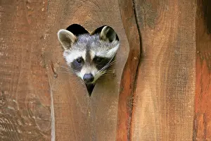 Lotor: Raccoon (Procyon lotor), raccoon, adult, lying in