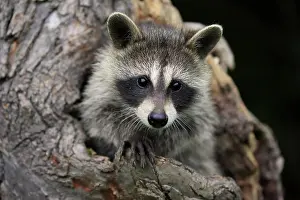 Lotor: Raccoon (Procyon lotor), raccoon, juvenile, Pine