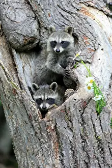 Lotor: Raccoon (Procyon lotor), raccoon, juveniles, Pine