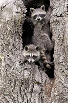 Lotor: Raccoon (Procyon lotor), raccoon, juveniles, Pine