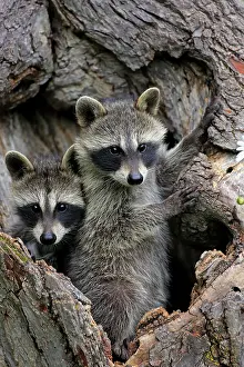 Lotor: Raccoon (Procyon lotor), raccoon, juveniles, Pine