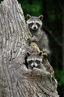 Lotor: Raccoon (Procyon lotor), raccoon, juveniles, Pine