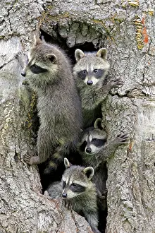 Lotor: Raccoon (Procyon lotor), raccoon, juveniles, Pine