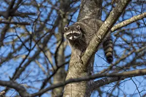 Raccoons: Raccoon (Procyon lotor) up in red alder tree. Pacific