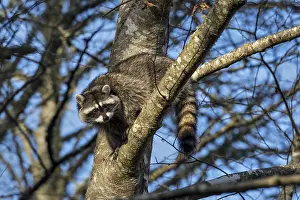 Raccoons: Raccoon (Procyon lotor) in red alder tree. Pacific