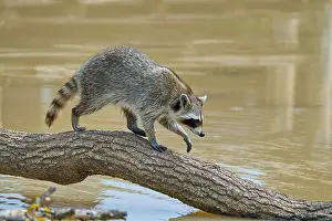Procyonid: Raccoon (Procyon lotor) runinng on tree