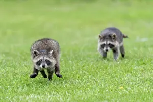 Raccoons: Raccoon (Procyon lotor) running in the grass, captive