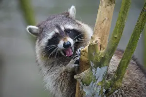 Lotor: Raccoon (Procyon lotor), sits in bush