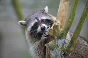 Lotor: Raccoon (Procyon lotor), sits in bush