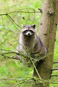 Lotor: Raccoon (Procyon lotor), sits in spruce tree, summer