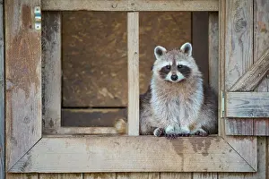 Procyonid: Raccoon (Procyon lotor), sits in wooden window