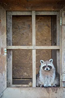 Procyonid: Raccoon (Procyon lotor), sits in wooden window