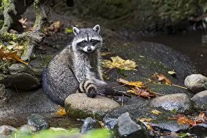 Raccoons: Raccoon (Procyon lotor) along small stream bed