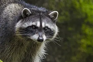 Raccoons: Raccoon (Procyon lotor) along small stream bed