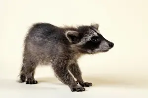 Lotor: Raccoon (Procyon lotor), sniffing, young animal
