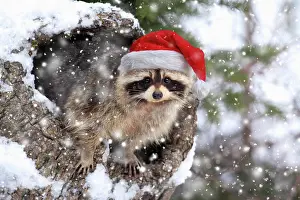Lotor: Raccoon (Procyon lotor), snow, den, wearing Christmas