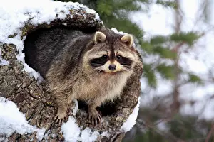Racoon: Raccoon (Procyon lotor), snow, den, Montana, USA