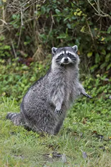 Raccoons: Raccoon (Procyon lotor) standing on hind legs