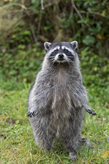 Raccoons: Raccoon (Procyon lotor) standing on hind legs