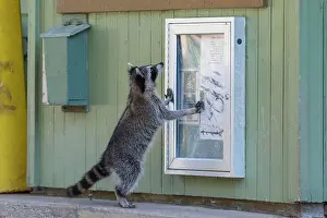 Read: Raccoon (Procyon lotor) standing, looking at poster