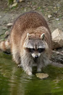Lotor: Raccoon (Procyon lotor) standing in water, captive