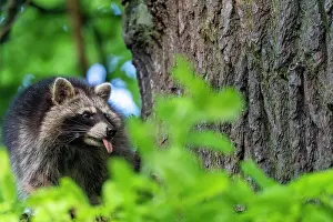 Sticks: Raccoon (Procyon lotor) sticks out tongue, Kassel